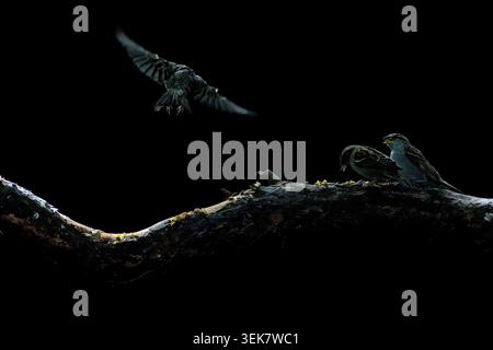 Three sparrows against a dark background, with two birds perched together on a branch while a third sparrow takes flight. Minimalist wildlife. Stock Photo