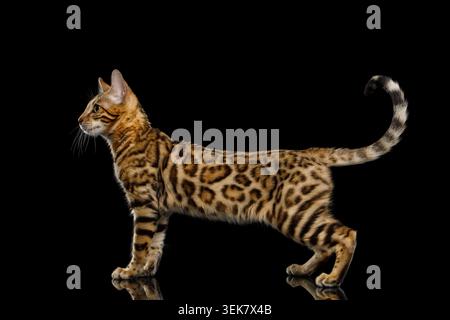 Bengal Kitty Standing and Looking forward on Isolated Black Background, side view Stock Photo