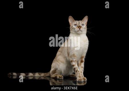 Adorable Snow Bengal Cat Sitting and Stare up on Isolated Black Background, Front view Stock Photo