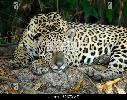 Jaguar Cat (Panthera onca) lying down resting on riverbank, Pantanal, Brazil, October Stock Photo