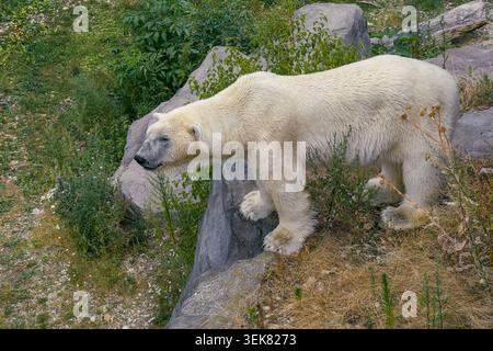 VIENNA, AUSTRIA - JULY 10, 2024: Polar bear Ursus maritimus standing on a rocky slope at Schönbrunn Zoo Stock Photo