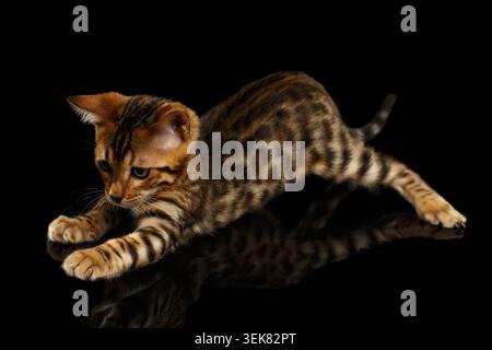 Crouching Bengal Kitty Isolated on Black Background Stock Photo