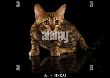 Crouching Bengal Kitty Isolated on Black Background Stock Photo