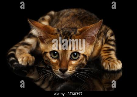 Crouching Bengal Kitty Isolated on Black Background Stock Photo
