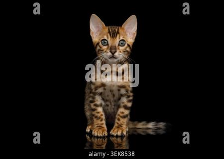 Bengal Kitten sitting on isolated Black Background and looking at camera Stock Photo