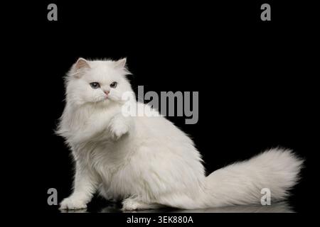 Playful Furry British breed Cat White color with Blue eyes, Raising paw on Isolated Black Background, front view Stock Photo