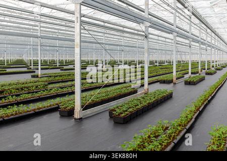 Strawberry seedlings in large commercial greenhouse in Luttelgeest Stock Photo