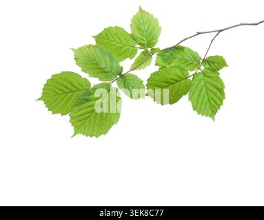 Small  Hazel branch with fresh green leaves isolated on white background. Stock Photo