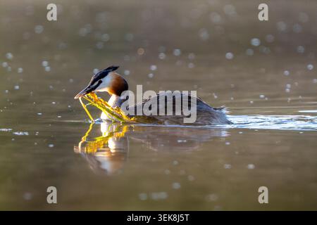 Great Crested Grebe Carrying Seaweed For Building A Nest Stock Photo