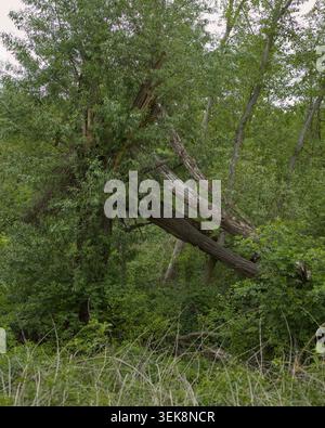 Broken tree leaning among dense green vegetation in a forest area during spring. Natural damage to a mature tree surrounded by fresh foliage and woodl Stock Photo