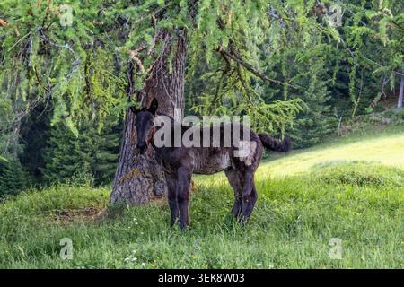 A young moose stands in a lush green meadow, partially obscured by foliage. The moose is dark brown with a lighter patch on its flank. It's facing awa Stock Photo