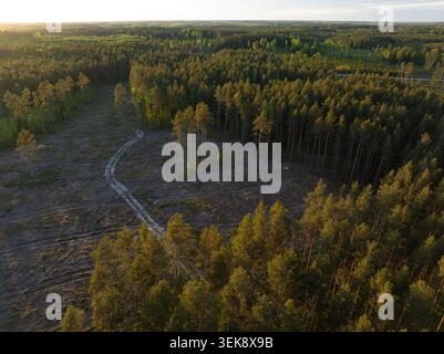 Clear-Cut Area in a Pine Forest, Aerial View of Deforestation Landscape Stock Photo