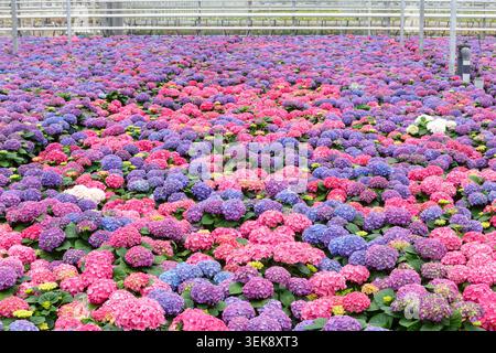 Hydrangea field in greenhouse at Luttelgeest Netherlands Stock Photo