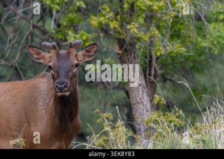 Young bull elk (Cervus canadensis) with velvet-covered antlers standing in a forest clearing and looking toward the camera. Stock Photo