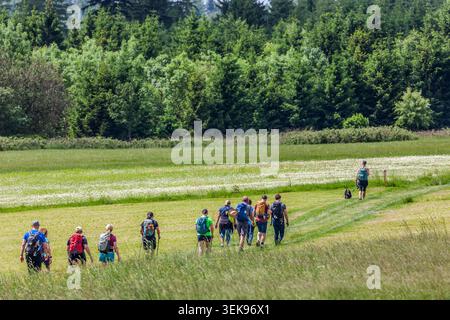 A group of participants in the 14th Frankenwald Hiking Marathon on a meadow path, with a sea of white flowers in the background, Steinbach am Wald, Bavaria, Germany Stock Photo