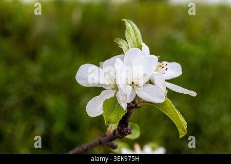 A close-up shot of delicate apple blossoms in full bloom against a blurred green background. The blossoms are white with a hint of pink, and their pet Stock Photo