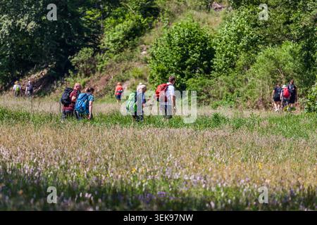 Participants in the 14th Frankenwald Hiking Marathon with rucksacks and walking poles in a tall-grass meadow, with slate cliffs in the background, Pressig, Bavaria, Germany Stock Photo