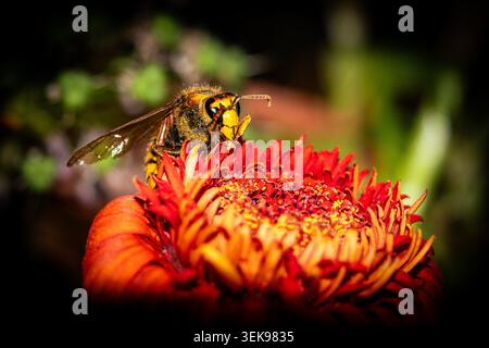 A close-up shot of a bee perched on a vibrant sunflower. The bee is actively collecting pollen, showcasing its role in pollination. The sunflower's pe Stock Photo