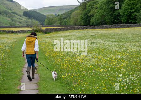 Woman walking her Jack Russell dog along a paved footpath through the flowers in the wildflower meadows in Muker, Yorkshire Dales National Park, UK. Stock Photo