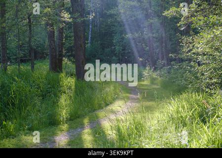 Sunlight streaming through trees onto a peaceful forest path surrounded by lush green vegetation. Stock Photo