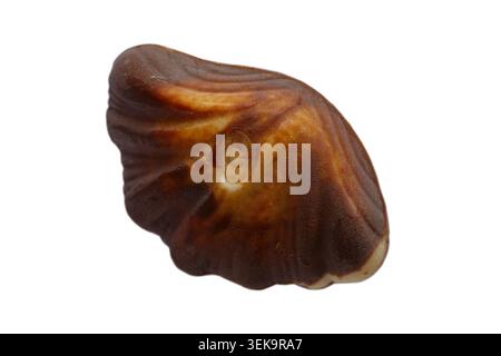 Guylian Belgian chocolates seashells chocolate seashell isolated on white background - finest Belgian chocolates with hazelnut praline filling Stock Photo