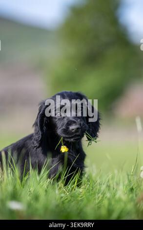 Black Cocker Spaniel puppy with a flower in its mouth. Wensleydale, North Yorkshire, UK. Stock Photo