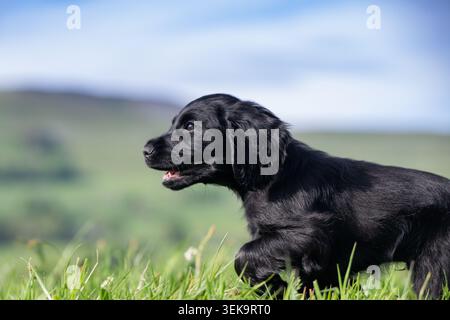 Black Cocker Spaniel puppy playing in a field. Wensleydale, North Yorkshire, UK. Stock Photo