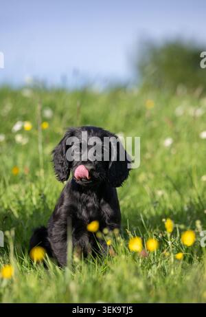 Black Cocker Spaniel puppy playing in a field. Wensleydale, North Yorkshire, UK. Stock Photo