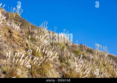 Pampas grass plumes swaying on a dry coastal hillside under a bright blue sky Stock Photo
