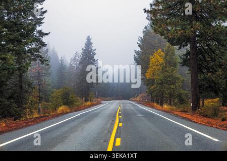 Empty asphalt road winding through a dense pine forest on a misty autumn day Stock Photo