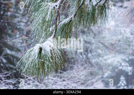 Pine tree needles covered with fresh snow and ice during cold winter day Stock Photo