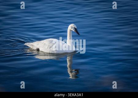 White swan floating gently on still blue water creating a beautiful reflection Stock Photo
