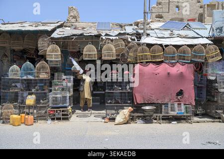 Man working at a market stall, surrounded by numerous bird cages and birds, with solar panels installed on the corrugated roof Stock Photo
