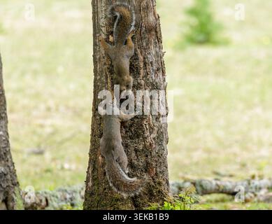 Grey Squirrels on Tree Trunk Stock Photo