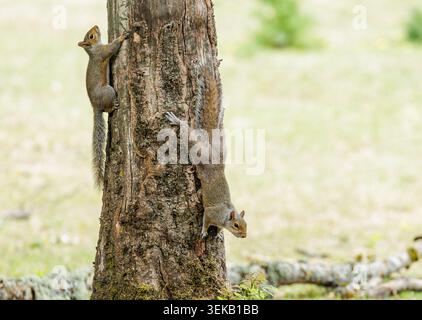 Grey Squirrels on Tree Trunk Stock Photo