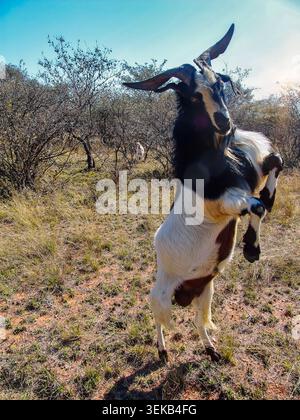 black and white buck goat with large, wide horns standing on a reddish dirt path, with other goats grazing in a grassy field with trees under a clear Stock Photo