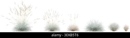 Isolated Blue oat grass on a white background Stock Vector