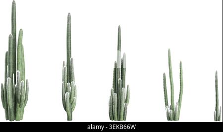 set of Cephalocereus-senilis trees on transparent background, 3D rendering Stock Vector