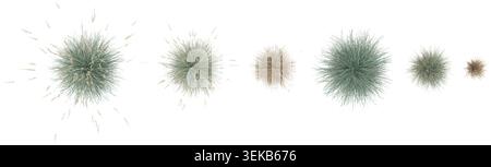 Isolated Blue oat grass on a white background from the top view Stock Vector