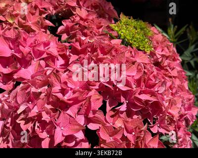 Beautiful Hydrangea macrophylla hortensia flowers Stock Photo