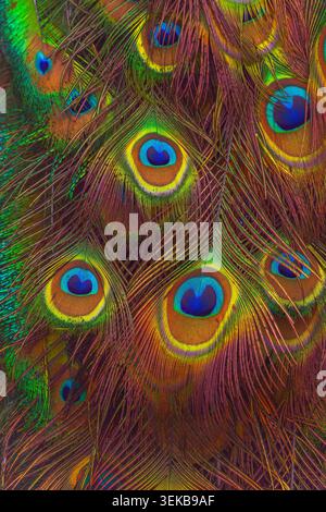 Colors of peacock feather , close up photo Stock Photo