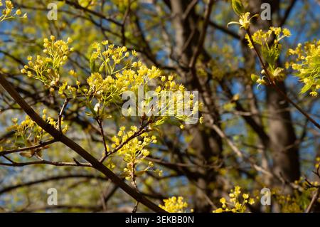 Blooming Norway maple branch in spring with selective focus and softly blurred background. Delicate fresh blossom in natural daylight. Stock Photo