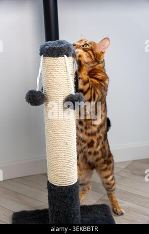 A vertical close-up photo of a domestic cat actively scratching and playing with a scratching post in a home interior. The scene shows natural feline Stock Photo