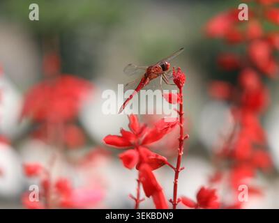 Red dragonfly perched on a vibrant red flower with soft bokeh background in a natural garden setting. Stock Photo