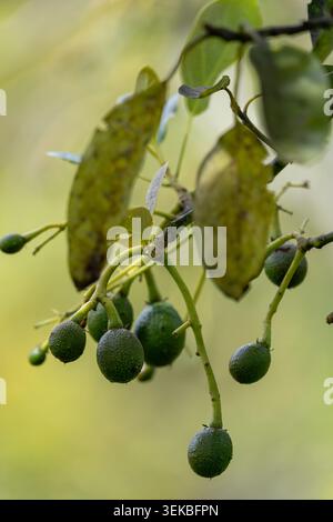 Close-up selective focus shot of young green avocados (Persea americana) developing on a branch. Photographed at a commercial plantation during the gr Stock Photo