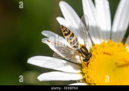 Long hoverfly (Sphaerophoria scripta) on ox-eye daisy (Leucanthemum vulgare) during May, West Sussex, England, UK Stock Photo