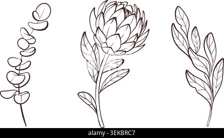 Banner with protea and eucalyptus elements, black and white line art vector illustration, botanical design Stock Vector