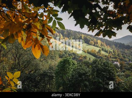 Scenic view of rolling hills and dense forests with vibrant autumn colors in the Ukrainian Carpathians. A natural frame of yellow and orange leaves bo Stock Photo