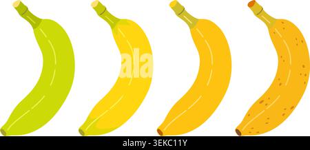 Banana ripening stages set with four bananas showing green unripe, turning yellow, perfect ripe, and overripe with brown spots. Flat style illustration for food packaging and healthy lifestyle design Stock Vector