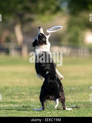 Border collie in the grass playing frisbee and on his hind legs about to catch a white disk Stock Photo
